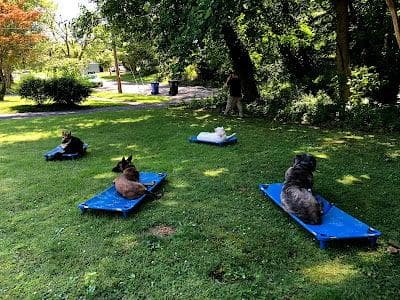 Four dogs holding a Place command on raised cots in a training yard