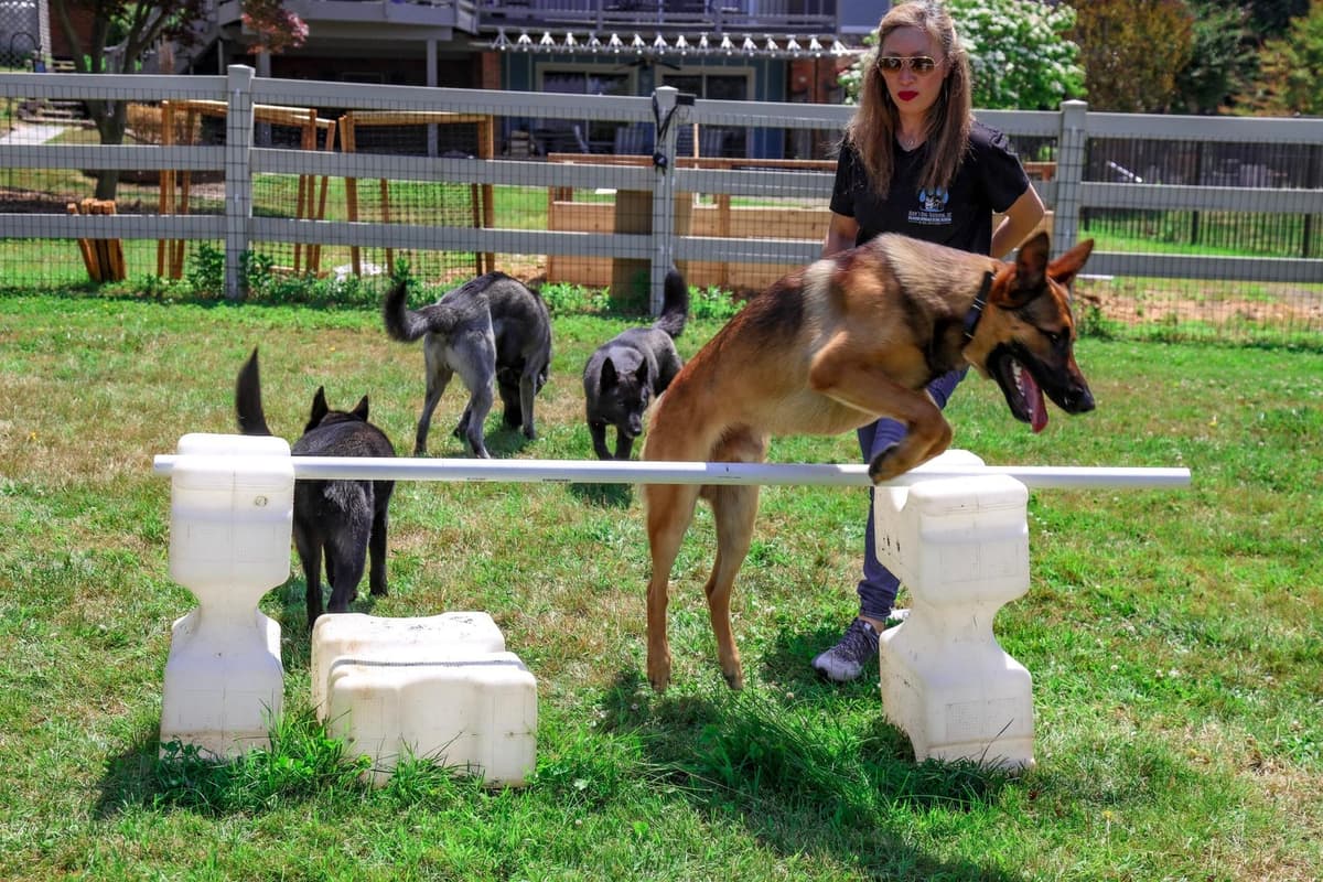 Nicole Buck working a Malinois over a jump with a group of dogs training behind her